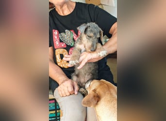 Woody - Und dann ging die Tür auf
