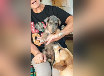 Woody - Und dann ging die Tür auf