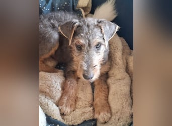 Woody - Und dann ging die Tür auf
