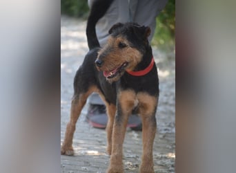 Tequila - charismatischer Terrier, verspielt und aktiv
