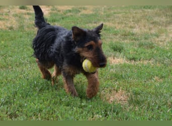 Tequila - ein verspielter und aktiver Terrierjunge