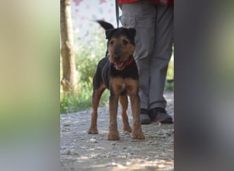 Tequila - charismatischer Terrier, verspielt und aktiv
