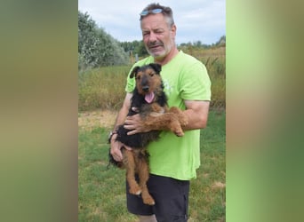 Tequila - ein verspielter und aktiver Terrierjunge