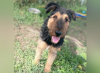 Tequila - ein verspielter und aktiver Terrierjunge