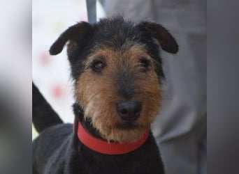 Tequila - charismatischer Terrier, verspielt und aktiv