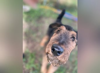 Tequila - charismatischer Terrier, verspielt und aktiv