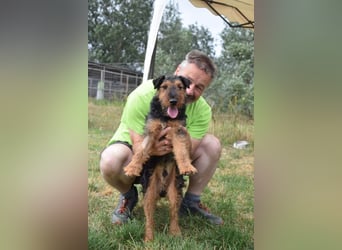 Tequila - ein verspielter und aktiver Terrierjunge