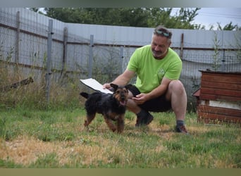Tequila - ein verspielter und aktiver Terrierjunge