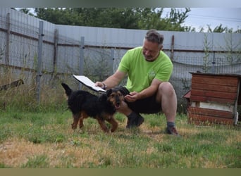 Tequila - ein verspielter und aktiver Terrierrüde