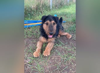 Tequila - ein verspielter und aktiver Terrierjunge