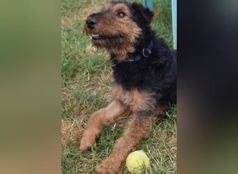 Tequila - ein verspielter und aktiver Terrierjunge