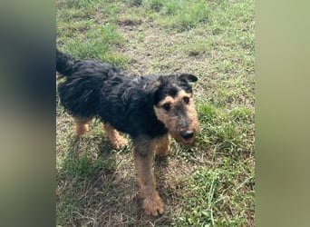 Tequila - ein verspielter und aktiver Terrierjunge