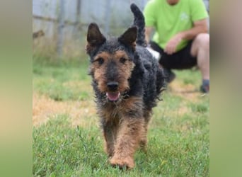 Tequila - ein verspielter und aktiver Terrierjunge