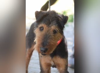 Tequila - charismatischer Terrier, verspielt und aktiv