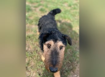 Tequila - ein verspielter und aktiver Terrierrüde