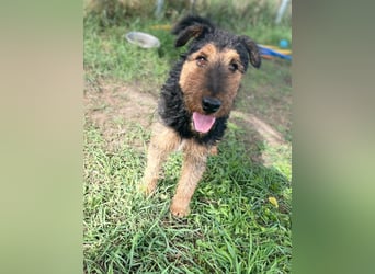 Tequila - ein verspielter und aktiver Terrierjunge