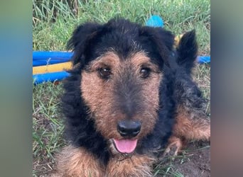 Tequila - ein verspielter und aktiver Terrierrüde