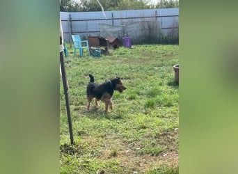 Tequila - ein verspielter und aktiver Terrierrüde