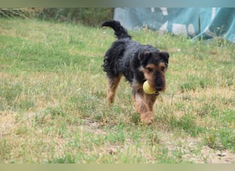 Tequila - ein verspielter und aktiver Terrierjunge