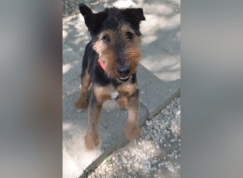 Tequila - charismatischer Terrier, verspielt und aktiv