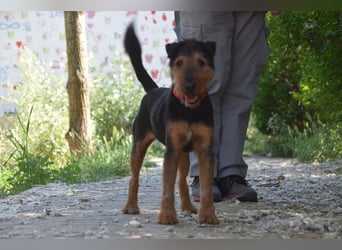 Tequila - charismatischer Terrier, verspielt und aktiv