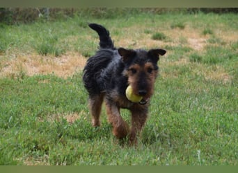 Tequila - ein verspielter und aktiver Terrierjunge