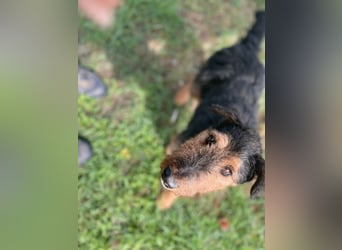 Tequila - charismatischer Terrier, verspielt und aktiv