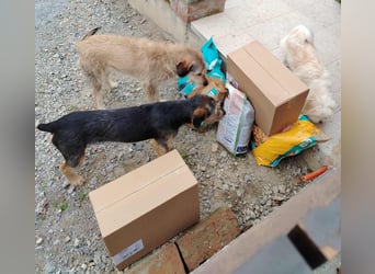 junger Terrier Mischlings-Rüde Max sucht ein Zuhause, Junghund