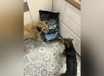 junger Terrier Mischlings-Rüde Max sucht ein Zuhause, Junghund