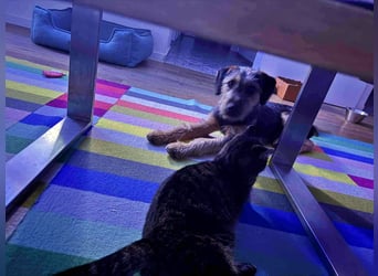 junger Terrier Mischlings-Rüde Max sucht ein Zuhause, Junghund