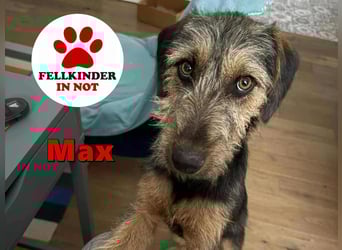 junger Terrier Mischlings-Rüde Max sucht ein Zuhause, Junghund