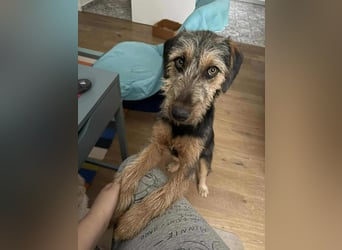 junger Terrier Mischlings-Rüde Max sucht ein Zuhause, Junghund