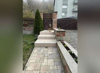 junger Terrier Mischlings-Rüde Max sucht ein Zuhause, Junghund