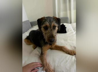junger Terrier Mischlings-Rüde Max sucht ein Zuhause, Junghund