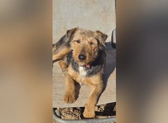 Mari Pili, zu sensibel fürs Tierheim-Notfall