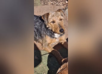 Mari Pili, zu sensibel fürs Tierheim-Notfall