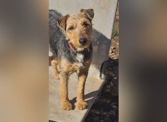 Mari Pili, zu sensibel fürs Tierheim-Notfall