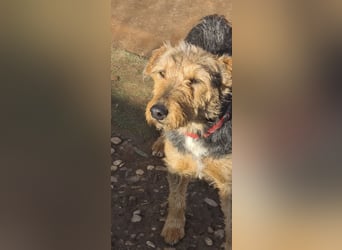 Mari Pili, zu sensibel fürs Tierheim-Notfall