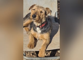 Mari Pili, zu sensibel fürs Tierheim-Notfall