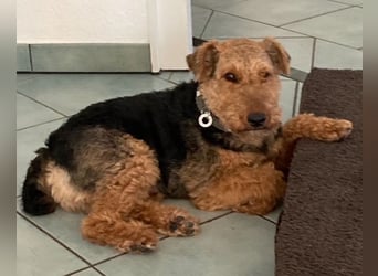 Notfallvermittlung Welsh Terrier
