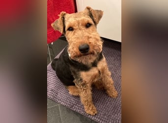 Notfallvermittlung Welsh Terrier