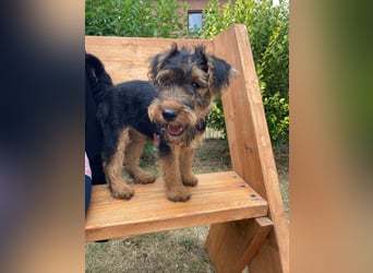 Welsh Terrier Welpen