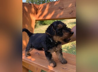 Welsh Terrier Welpen