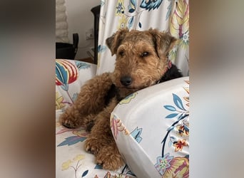 Notfallvermittlung Welsh Terrier