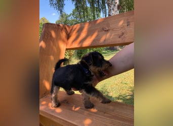 Welsh Terrier Welpen