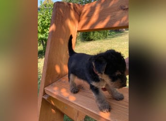 Welsh Terrier Welpen