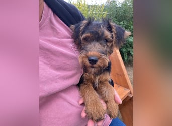 Welsh Terrier Welpen