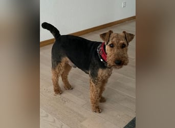 Notfallvermittlung Welsh Terrier