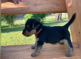 Welsh Terrier Welpen