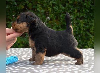 Welsh Terrier (Welpen FCI)